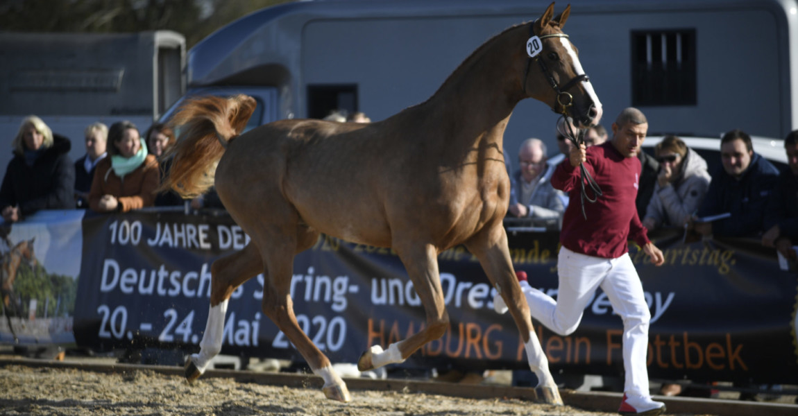 Catch a Fire, Farbe Fuchs. Züchter: Silke Zuba, 25764 Wesselburen (Deutschland/Schleswig-Holstein). AufzuÌÆchter und Eig Catch a Fire, Farbe Fuchs. Züchter: Silke Zuba, 25764 Wesselburen Deutschland/Schleswig-Holstein. Aufzuchter und Eigentumer: Manfred von Allwörden, 22956 Grönwohld Deutschland/Schleswig-Holstein, 49. Holsteiner Körung und Elite-Reitpferde-Auktion, 31.10.19 Neumünster Holstenhallen Schleswig-Holstein Germany *** Catch a Fire, Farbe Fuchs Breeder Silke Zuba, 25764 Wesselburen Germany Schleswig Holstein Aufzuchter and Eigentumer Manfred von Allwörden, 22956 Grönwohld Germany Schleswig Holstein , 49 Holstein licensing and elite riding horse auction, 31 10 19 Neumünster Holstenhallen Schleswig Holstein Germany 