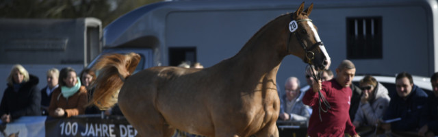 Catch a Fire, Farbe Fuchs. Züchter: Silke Zuba, 25764 Wesselburen (Deutschland/Schleswig-Holstein). AufzuÌÆchter und Eig Catch a Fire, Farbe Fuchs. Züchter: Silke Zuba, 25764 Wesselburen Deutschland/Schleswig-Holstein. Aufzuchter und Eigentumer: Manfred von Allwörden, 22956 Grönwohld Deutschland/Schleswig-Holstein, 49. Holsteiner Körung und Elite-Reitpferde-Auktion, 31.10.19 Neumünster Holstenhallen Schleswig-Holstein Germany *** Catch a Fire, Farbe Fuchs Breeder Silke Zuba, 25764 Wesselburen Germany Schleswig Holstein Aufzuchter and Eigentumer Manfred von Allwörden, 22956 Grönwohld Germany Schleswig Holstein , 49 Holstein licensing and elite riding horse auction, 31 10 19 Neumünster Holstenhallen Schleswig Holstein Germany 