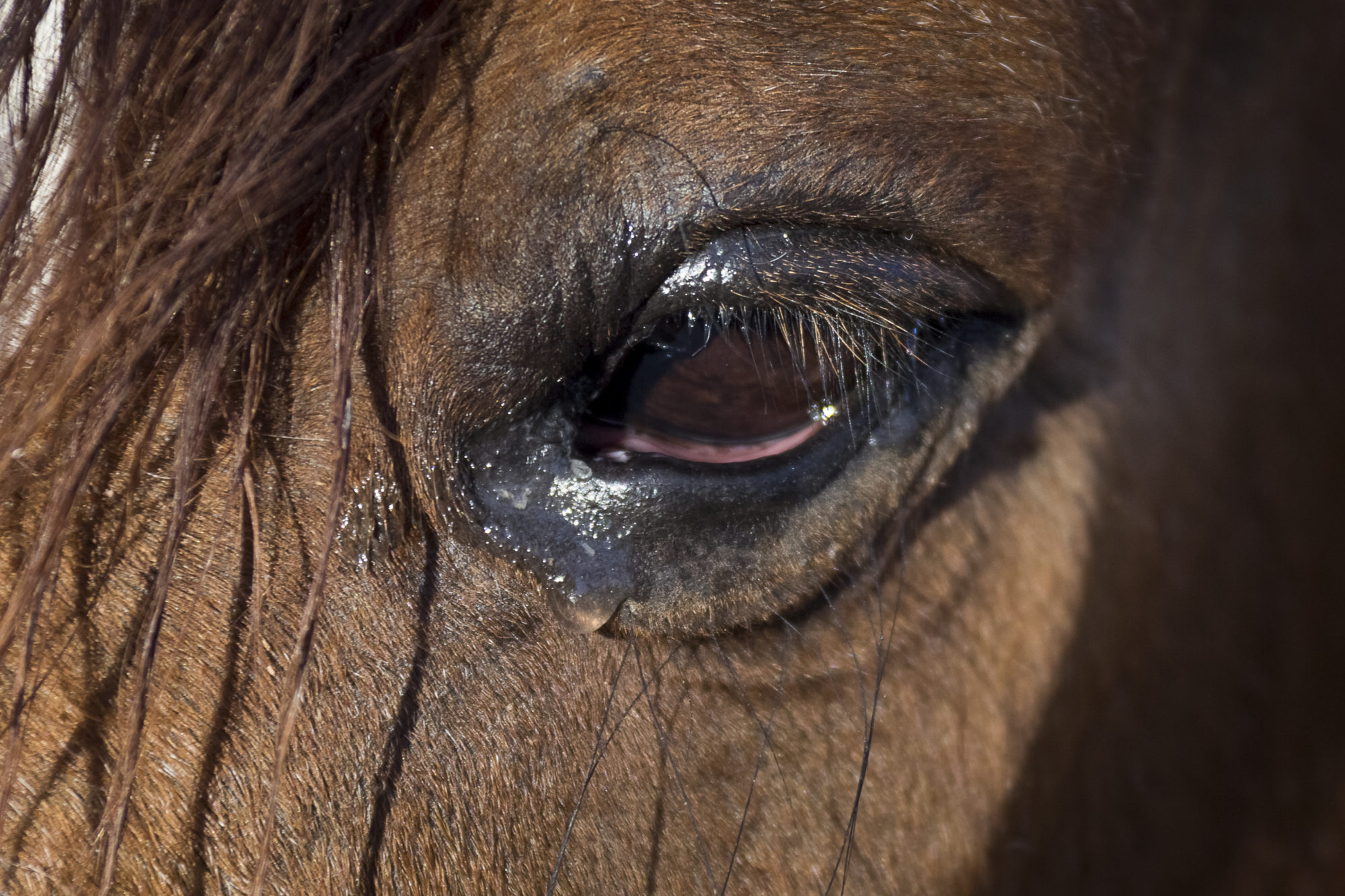 Bindehautentzündung Pferd Reiten