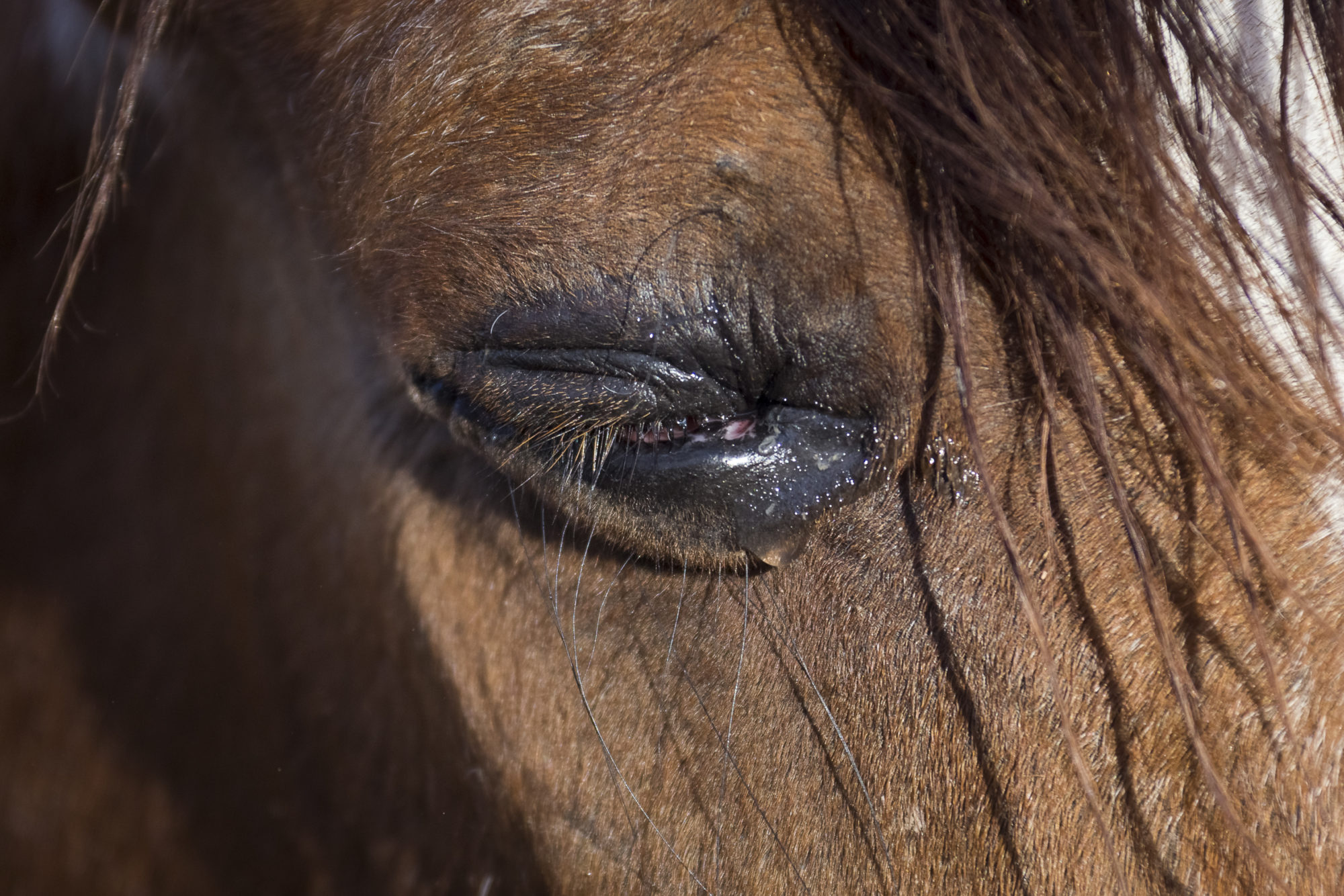 Pferd Mit Melanom Kaufen