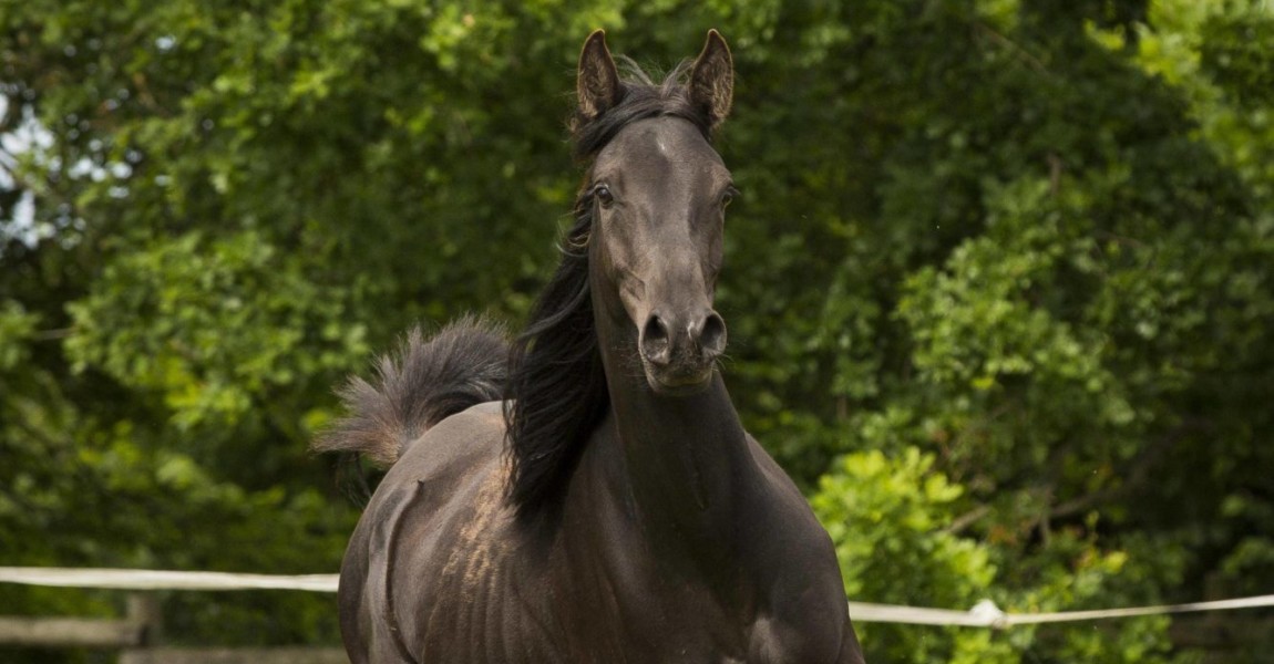 Junge Vollblut Araber Stute mageres Pferd Lübeck Deutschland Europa Copyright imageBROKER skmjd Junge Vollblut Araber Stute, mageres Pferd, Lübeck, Deutschland, Europa Copyright: imageBROKER/skmjdigital ibljmo04334186.jpg Boy Full blood Arabs Mare lean Horse Luebeck Germany Europe Copyright image broker skmjdigital ibljmo04334186 JPG 