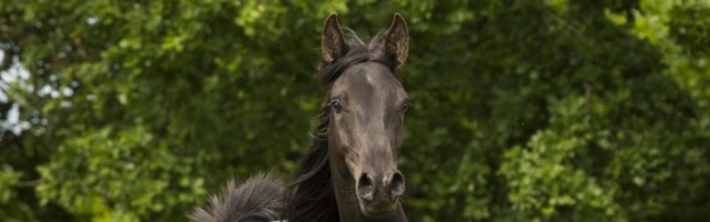 Junge Vollblut Araber Stute mageres Pferd Lübeck Deutschland Europa Copyright imageBROKER skmjd Junge Vollblut Araber Stute, mageres Pferd, Lübeck, Deutschland, Europa Copyright: imageBROKER/skmjdigital ibljmo04334186.jpg Boy Full blood Arabs Mare lean Horse Luebeck Germany Europe Copyright image broker skmjdigital ibljmo04334186 JPG 
