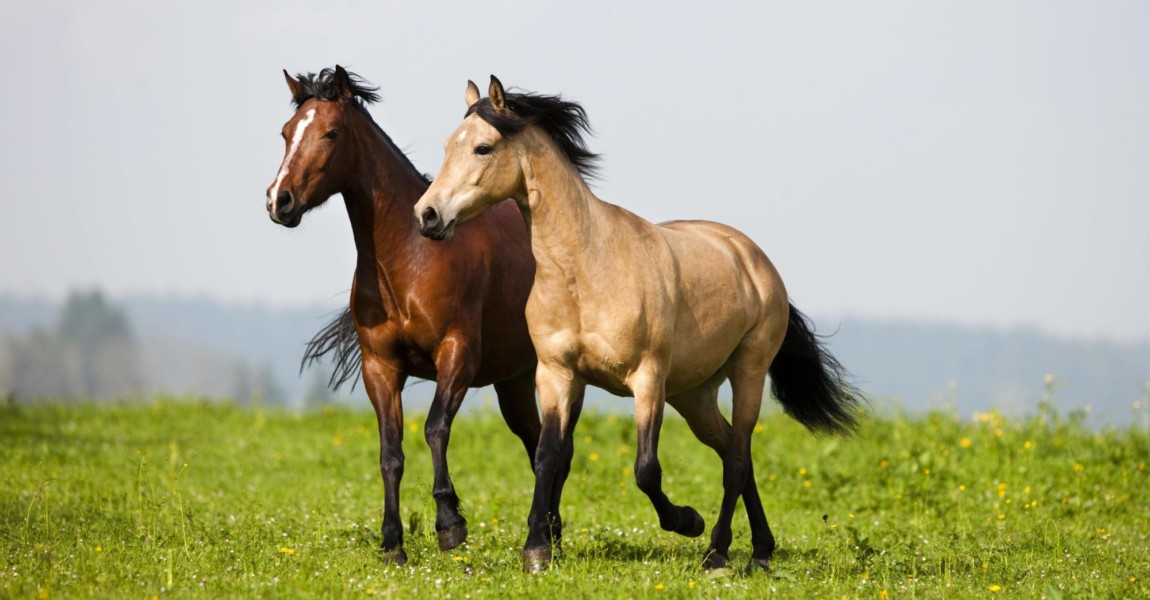 Morgan Horses traben auf Wiese Brauner Falbe Buckskin Österreich Europa Copyright imageBROKER Morgan Horses traben auf Wiese, Brauner, Falbe, Buckskin, Österreich, Europa Copyright: imageBROKER/AlessandraxSarti iblpsa04414671.jpg Morgan Horses Traben on Meadow Brauner Falbe Buckskin Austria Europe Copyright image broker AlessandraxSarti iblpsa04414671 JPG Bitte beachten Sie die gesetzlichen Bestimmungen des deutschen Urheberrechtes hinsichtlich der Namensnennung des Fotografen im direkten Umfeld der Veröffentlichung! 