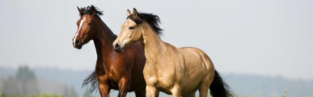 Morgan Horses traben auf Wiese Brauner Falbe Buckskin Österreich Europa Copyright imageBROKER Morgan Horses traben auf Wiese, Brauner, Falbe, Buckskin, Österreich, Europa Copyright: imageBROKER/AlessandraxSarti iblpsa04414671.jpg Morgan Horses Traben on Meadow Brauner Falbe Buckskin Austria Europe Copyright image broker AlessandraxSarti iblpsa04414671 JPG Bitte beachten Sie die gesetzlichen Bestimmungen des deutschen Urheberrechtes hinsichtlich der Namensnennung des Fotografen im direkten Umfeld der Veröffentlichung! 