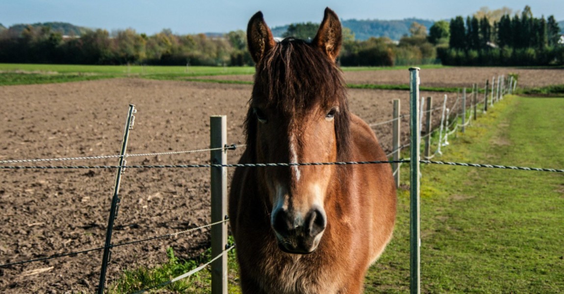 Pferd auf der Weide *** Horse in the pasture 1080903526 Pferd auf der Weide *** Horse in the pasture 1080903526 