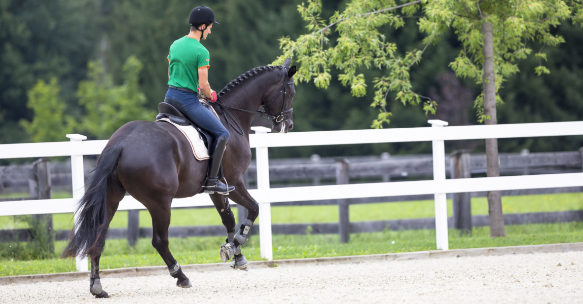Slawik_trakehner_topmodel815124 