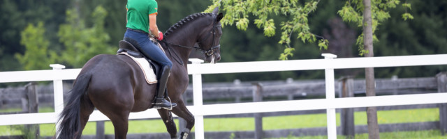 Slawik_trakehner_topmodel815124 