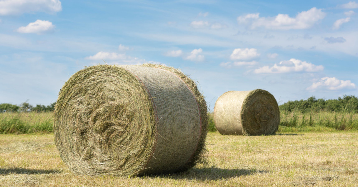 Heuballen auf einer Wiese bei blauem Himmel, Landwirtschaft in Deutschland *** Bales of hay on a meadow with blue sky, a Heuballen auf einer Wiese bei blauem Himmel, Landwirtschaft in Deutschland *** Bales of hay on a meadow with blue sky, agriculture in Germany 1100100561 