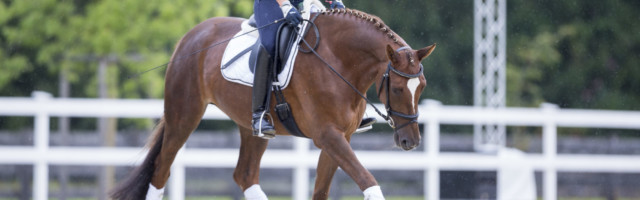 trakehner_arosa10161 