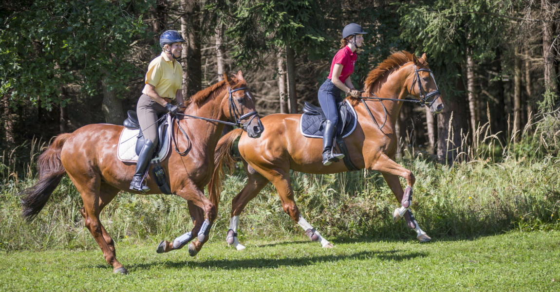 Slawik_ausritt_trakehner81515 