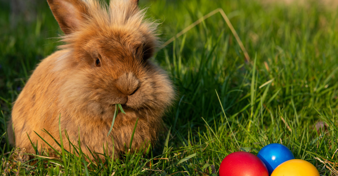 Brown dwarf rabbit and three easter eggs (red, yellow) in the meadow, sunny evening in spring Floridsdorf Austria Brown dwarf rabbit and three easter eggs red, yellow in the meadow, sunny evening in spring Floridsdorf Austria 