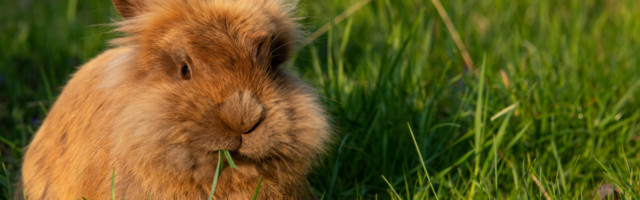 Brown dwarf rabbit and three easter eggs (red, yellow) in the meadow, sunny evening in spring Floridsdorf Austria Brown dwarf rabbit and three easter eggs red, yellow in the meadow, sunny evening in spring Floridsdorf Austria 