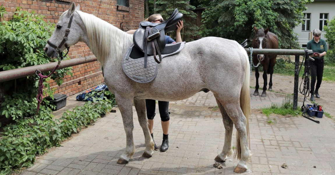 21 05 2016 Neuenhagen Brandenburg GER Junge Frau sattelt ihr Pferd Pferde Reiten Reitsport 21.05.2016, Neuenhagen, Brandenburg, GER - Junge Frau sattelt ihr Pferd. (Pferde, Reiten, Reitsport, Breitensport, Amateursport, angebunden, Frauen, Reiterin, Satteln, Aufsatteln, satteln, aufsatteln, Sattel, Araber, Arabisches Vollblut, Vollblutaraber, Freizeitreiterin, Freizeitreiten, Freizeitsport, Hobbysport, Ausreiten, Ausritt, Sattel auflegen) 045D210516REITEN.JPG GALOPP 21 05 2016 Neuenhagen Brandenburg ger Boy Woman saddles her Horse Horses riding Horse riding Popular sport Amateur sports connected Women Horsewoman saddle aufsatteln saddle aufsatteln Saddle Arabs Arabic Full blood Full-blooded Arabs recreational rider Leisure riding leisure sports Amateur sport ausreiten Horseback Saddle hang up JPG Gallop 