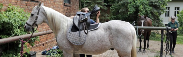 21 05 2016 Neuenhagen Brandenburg GER Junge Frau sattelt ihr Pferd Pferde Reiten Reitsport 21.05.2016, Neuenhagen, Brandenburg, GER - Junge Frau sattelt ihr Pferd. (Pferde, Reiten, Reitsport, Breitensport, Amateursport, angebunden, Frauen, Reiterin, Satteln, Aufsatteln, satteln, aufsatteln, Sattel, Araber, Arabisches Vollblut, Vollblutaraber, Freizeitreiterin, Freizeitreiten, Freizeitsport, Hobbysport, Ausreiten, Ausritt, Sattel auflegen) 045D210516REITEN.JPG GALOPP 21 05 2016 Neuenhagen Brandenburg ger Boy Woman saddles her Horse Horses riding Horse riding Popular sport Amateur sports connected Women Horsewoman saddle aufsatteln saddle aufsatteln Saddle Arabs Arabic Full blood Full-blooded Arabs recreational rider Leisure riding leisure sports Amateur sport ausreiten Horseback Saddle hang up JPG Gallop 