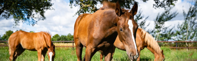 Pferdezucht und Pferdehaltung, Fohlen auf einer Sommerweide. Zucht und Haltung von Hannoveraner Pferden auf einem Pferde Pferdezucht und Pferdehaltung, Fohlen auf einer Sommerweide. Zucht und Haltung von Hannoveraner Pferden auf einem Pferdehof in Norddeutschland. Landwirtschaftliches Symbolfoto. Landkreis Münster NRW Deutschland *** Breeding and keeping of horses, foals on a summer pasture Breeding and keeping of Hanoverian horses on a horse farm in Northern Germany Agricultural symbol photo District of Münster NRW Germany 