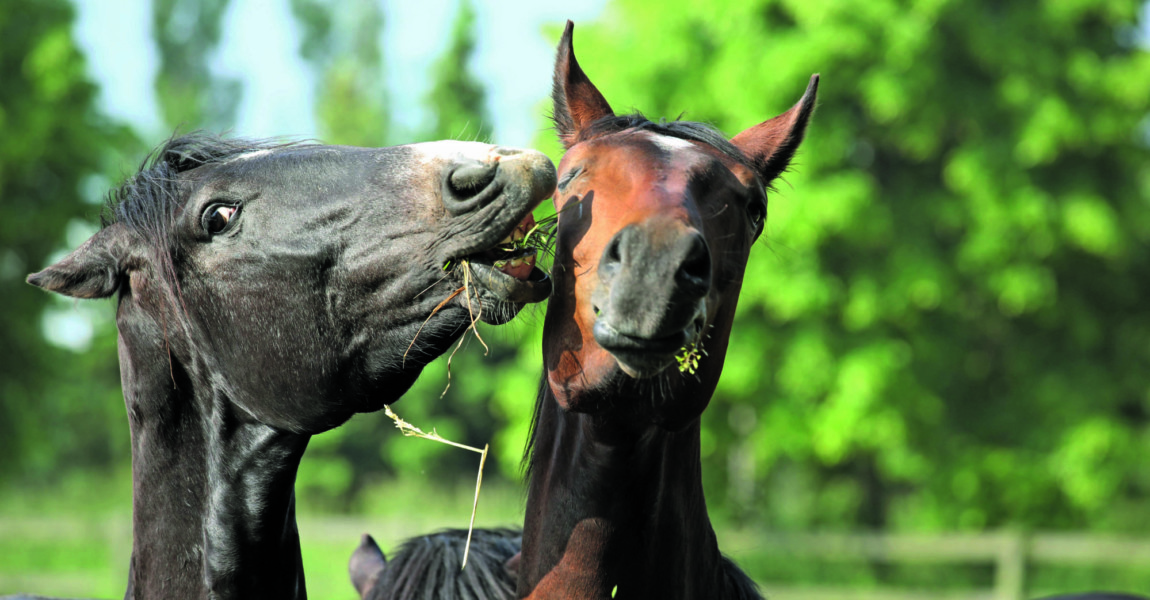 28 05 2016 Graditz Sachsen GER Pferd schnappt beim Fressen nach einem Artgenossen Gestuet Grad 28.05.2016, Graditz, Sachsen, GER - Pferd schnappt beim Fressen nach einem Artgenossen. Gestuet Graditz. (Pferde, Verhalten, Pferdeverhalten, Verhaltensweise, Futterneid, fressen, Nahrungsaufnahme, grasen, Haltung, Pferdehaltung, Koppel, Weide, Warmblut, Warmblueter, Rangordnung, Rangkampf, Kampf, kaempfen, beissen, Biss, schnappen, Rang, Rangordnungskampf, Warmbl¸ter, k‰mpfen) 019D280516GRADITZ.JPG GALOPP 28 05 2016 Graditz Saxony ger Horse snaps the Eating after a Kind Stud Graditz Horses Behavior Horse behavior Behaviour Feed envy Eating Food intake graze Attitude Horse stance Koppel Pasture Warm blood Warm-blooded Hierarchy Rank struggle Fight struggle bite Bite grab Rank Ranking battle Warm-blooded fight JPG Gallop 