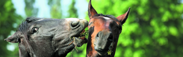 28 05 2016 Graditz Sachsen GER Pferd schnappt beim Fressen nach einem Artgenossen Gestuet Grad 28.05.2016, Graditz, Sachsen, GER - Pferd schnappt beim Fressen nach einem Artgenossen. Gestuet Graditz. (Pferde, Verhalten, Pferdeverhalten, Verhaltensweise, Futterneid, fressen, Nahrungsaufnahme, grasen, Haltung, Pferdehaltung, Koppel, Weide, Warmblut, Warmblueter, Rangordnung, Rangkampf, Kampf, kaempfen, beissen, Biss, schnappen, Rang, Rangordnungskampf, Warmbl¸ter, k‰mpfen) 019D280516GRADITZ.JPG GALOPP 28 05 2016 Graditz Saxony ger Horse snaps the Eating after a Kind Stud Graditz Horses Behavior Horse behavior Behaviour Feed envy Eating Food intake graze Attitude Horse stance Koppel Pasture Warm blood Warm-blooded Hierarchy Rank struggle Fight struggle bite Bite grab Rank Ranking battle Warm-blooded fight JPG Gallop 