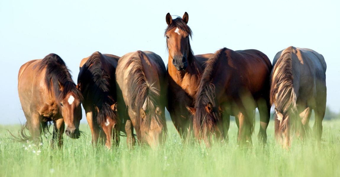 Group of wild horses in field at morning. 