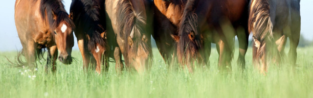 Group of wild horses in field at morning. 