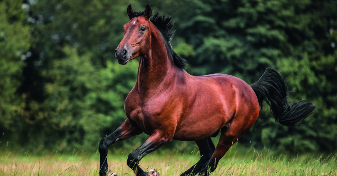 The bay horse gallops on the grass 