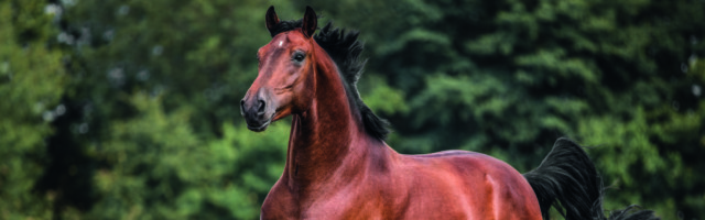 The bay horse gallops on the grass 