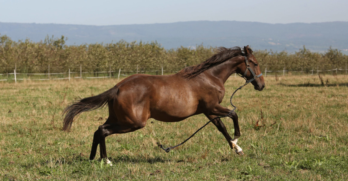 27.08.2019, Bubenheim, Rheinland-Pfalz, GER - Pferd galoppiert mit losem Fuehrstrick auf einer Weide davon. (Pferd, Weid 27.08.2019, Bubenheim, Rheinland-Pfalz, GER - Pferd galoppiert mit losem Fuehrstrick auf einer Weide davon. Pferd, Weide, Koppel, losgerissen, Fuehrstrick, losreissen, Fuehrzuegel, Gefahr, gefaehrlich, Unfallgefahr, Flucht, fluechten, erschrocken, Angst, aengstlich, galoppieren, Galopp 190827D229BUBENHEIM.JPG *** 27 08 2019, Bubenheim, Rhineland-Palatinate, GER Horse gallops with loose lead rope on a pasture of it horse, pasture, paddock, torn loose, lead rope, torn loose, lead reins, danger, dangerous, danger of accident, escape, fleeing, frightened, fear, frightened, gallop, gallop 190827D229BUBENHEIM JPG 