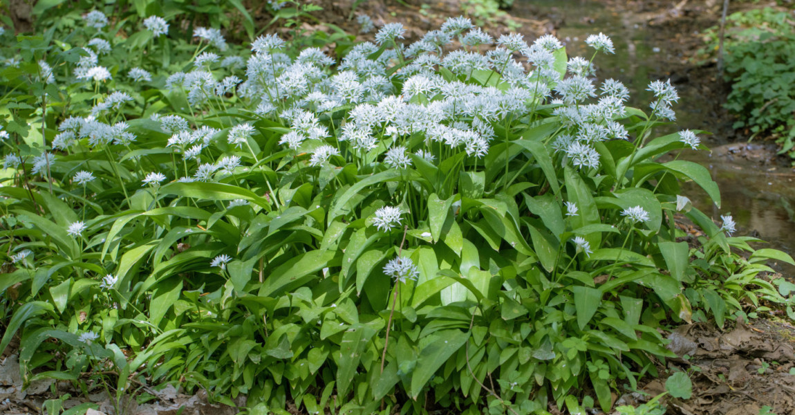 Wilder Knoblauch, Waldknoblauch, Baer-Lauch, Baerlauch, Baeren-Lauch, Baerenlauch, Waldknoblauch, Wald-Knoblauch (Allium Wilder Knoblauch, Waldknoblauch, Baer-Lauch, Baerlauch, Baeren-Lauch, Baerenlauch, Waldknoblauch, Wald-Knoblauch Allium ursinum, dichter bluehender Bestand, Deutschland, Bayern ramson, buckrams, wild garlic, broad-leaved garlic, wood garlic, bear leek, bear s garlic Allium ursinum, blooming group, Germany, Bavaria BLWS621680 *** Wild garlic, wild garlic, wild garlic, bear leek, bear s garlic, bear leek, bear s garlic, forest garlic, forest garlic Allium ursinum , dense flowering stock, Germany, Bavaria ramson, buckrams, wild garlic, broad leaved garlic, wood garlic, bear leek, bear s garlic Allium ursinum , blooming group, Germany, Bavaria BLWS621680 Copyright: xblickwinkel/A.xHartlx 