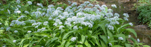 Wilder Knoblauch, Waldknoblauch, Baer-Lauch, Baerlauch, Baeren-Lauch, Baerenlauch, Waldknoblauch, Wald-Knoblauch (Allium Wilder Knoblauch, Waldknoblauch, Baer-Lauch, Baerlauch, Baeren-Lauch, Baerenlauch, Waldknoblauch, Wald-Knoblauch Allium ursinum, dichter bluehender Bestand, Deutschland, Bayern ramson, buckrams, wild garlic, broad-leaved garlic, wood garlic, bear leek, bear s garlic Allium ursinum, blooming group, Germany, Bavaria BLWS621680 *** Wild garlic, wild garlic, wild garlic, bear leek, bear s garlic, bear leek, bear s garlic, forest garlic, forest garlic Allium ursinum , dense flowering stock, Germany, Bavaria ramson, buckrams, wild garlic, broad leaved garlic, wood garlic, bear leek, bear s garlic Allium ursinum , blooming group, Germany, Bavaria BLWS621680 Copyright: xblickwinkel/A.xHartlx 