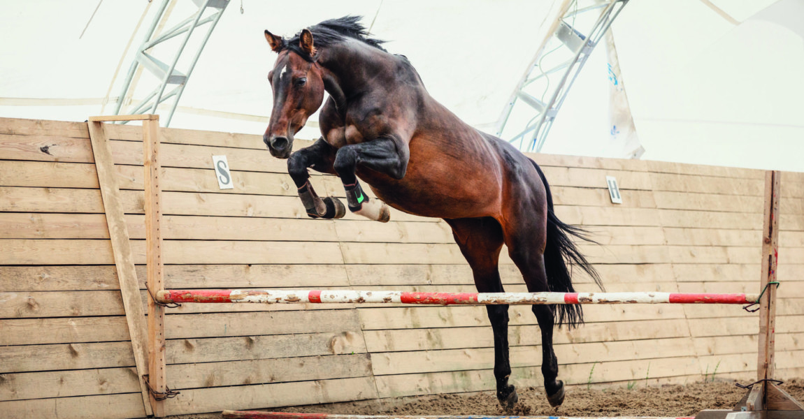 old trakehner horse jumping obstacle in summer 