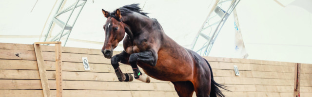 old trakehner horse jumping obstacle in summer 