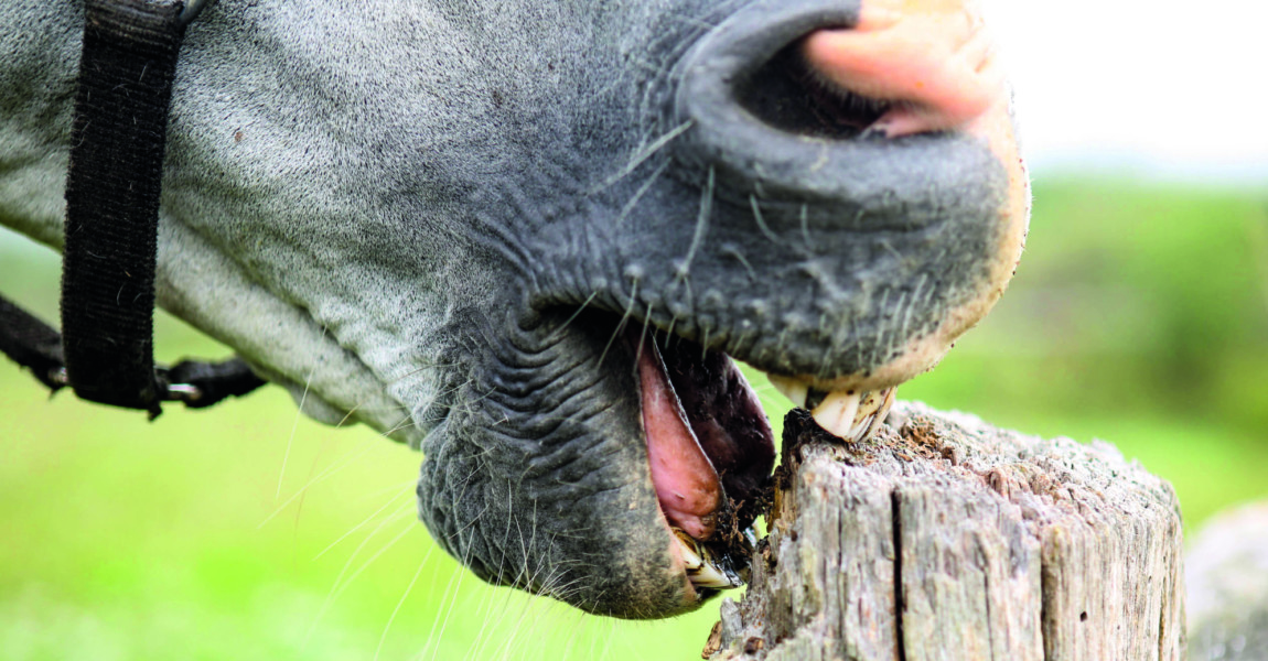 23 05 2017 Schuenow Brandenburg GER Detailaufnahme Pferd nagt an einem Holzzaun Pferd Koppe 23.05.2017, Schuenow, Brandenburg, GER - Detailaufnahme, Pferd nagt an einem Holzzaun. (Pferd, Koppelzaun, Zaun, Holzzaun, Weidezaun, knabbern, fressen, Holz, Verbiss, Langeweile, langweilig, nagen, nagt, Detail, Detailaufnahme, Maul, Symbol, Symbolik, symbolisch, koppen, koppt, Aufsetzkopper, Luft schlucken, Unart, Gewaehrsmangel, Mangel, Zahn, Zaehne, Z‰hne, Gew‰hrsmangel) 170523D1320SCHUENOW.JPG *** 23 05 2017 Schuenow Brandenburg ger Details Horse gnaws to a Wooden fence Horse Koppel fence Fence Wooden fence Pasture fence nibble Eating Wood Grimly Boredom boring gnaw gnaws Detail Details Foot symbol Symbolism symbolic Koppen Air Swallowing Bad habit Lack Tooth Teeth Teeth JPG 