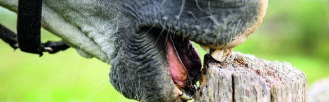 23 05 2017 Schuenow Brandenburg GER Detailaufnahme Pferd nagt an einem Holzzaun Pferd Koppe 23.05.2017, Schuenow, Brandenburg, GER - Detailaufnahme, Pferd nagt an einem Holzzaun. (Pferd, Koppelzaun, Zaun, Holzzaun, Weidezaun, knabbern, fressen, Holz, Verbiss, Langeweile, langweilig, nagen, nagt, Detail, Detailaufnahme, Maul, Symbol, Symbolik, symbolisch, koppen, koppt, Aufsetzkopper, Luft schlucken, Unart, Gewaehrsmangel, Mangel, Zahn, Zaehne, Z‰hne, Gew‰hrsmangel) 170523D1320SCHUENOW.JPG *** 23 05 2017 Schuenow Brandenburg ger Details Horse gnaws to a Wooden fence Horse Koppel fence Fence Wooden fence Pasture fence nibble Eating Wood Grimly Boredom boring gnaw gnaws Detail Details Foot symbol Symbolism symbolic Koppen Air Swallowing Bad habit Lack Tooth Teeth Teeth JPG 