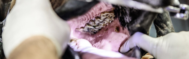 Mein Pferd Magazin - Zahnarzt Der Pferdezahnarzt Dr. Markus Gerlach am 12.07.2018 bei der Arbeit in Dormagen. Eine Fotoreportage für das Mein Pferd Magazin. Foto: DANIEL ELKE 