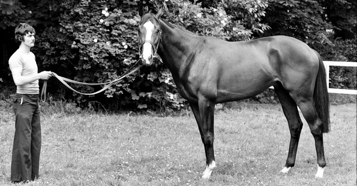 Racehorse Shergar 1981 Derby winning racehorse Shergar at stables. 6th June 1981. (Photo by Micheal Daines/Mirrorpix/Getty Images) 