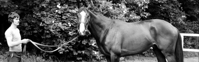 Racehorse Shergar 1981 Derby winning racehorse Shergar at stables. 6th June 1981. (Photo by Micheal Daines/Mirrorpix/Getty Images) 