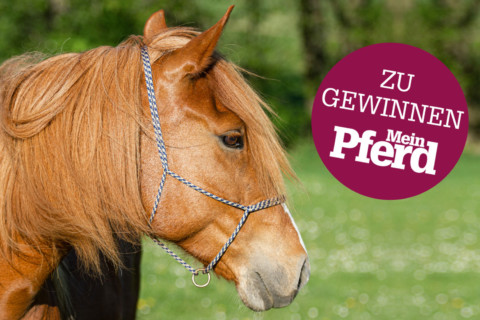 Gewinnspiel Pferd