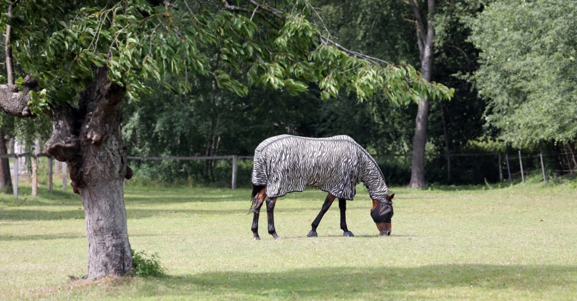 20 07 2019 Mechtersen Niedersachsen GER Pferd mit Zebra Fliegendecke und Fliegenschutzmaske gra 20.07.2019, Mechtersen, Niedersachsen, GER - Pferd mit Zebra-Fliegendecke und Fliegenschutzmaske grast auf einer Wiese. (Allergie, allergisch, Decke, eingedeckt, Ekzemer, Ekzemerdecke, Fliegendecke, Fliegenmaske, Fliegenschutz, Fliegenschutzmaske, fressen, geschuetzt, grasen, Halsteil, Haltung, Hauterkrankung, Insektenabwehr, Insektenschutz, Jahreszeit, Koppel, Krankheit, Maske, Nahrungsaufnahme, Pferd, Pferdedecke, Pferdehaltung, Schutz, Sommer, Sommerekzem, Warmblueter, Warmblut, Weide, Weidesaison, Weidezeit, Zebra-Fliegendecke, Zebrafliegendecke, Zebrastreifen) 190720D500MECHTERSEN.JPG *** 20 07 2019, Mechtersen, Lower Saxony, GER horse with zebra fly blanket and fly mask grazes on a meadow allergy, allergic, blanket, covered, eczema, eczema blanket, fly blanket, fly mask, fly protection, fly mask, eat, protected, graze, neck part, p 