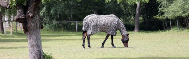 20 07 2019 Mechtersen Niedersachsen GER Pferd mit Zebra Fliegendecke und Fliegenschutzmaske gra 20.07.2019, Mechtersen, Niedersachsen, GER - Pferd mit Zebra-Fliegendecke und Fliegenschutzmaske grast auf einer Wiese. (Allergie, allergisch, Decke, eingedeckt, Ekzemer, Ekzemerdecke, Fliegendecke, Fliegenmaske, Fliegenschutz, Fliegenschutzmaske, fressen, geschuetzt, grasen, Halsteil, Haltung, Hauterkrankung, Insektenabwehr, Insektenschutz, Jahreszeit, Koppel, Krankheit, Maske, Nahrungsaufnahme, Pferd, Pferdedecke, Pferdehaltung, Schutz, Sommer, Sommerekzem, Warmblueter, Warmblut, Weide, Weidesaison, Weidezeit, Zebra-Fliegendecke, Zebrafliegendecke, Zebrastreifen) 190720D500MECHTERSEN.JPG *** 20 07 2019, Mechtersen, Lower Saxony, GER horse with zebra fly blanket and fly mask grazes on a meadow allergy, allergic, blanket, covered, eczema, eczema blanket, fly blanket, fly mask, fly protection, fly mask, eat, protected, graze, neck part, p 