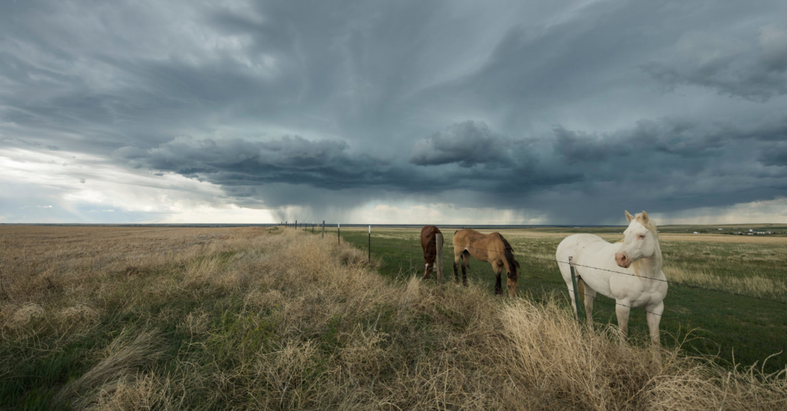 Horses,On,The,Great,Plains,Withstanding,The,Storm Horses on the Great Plains Withstanding the Storm 