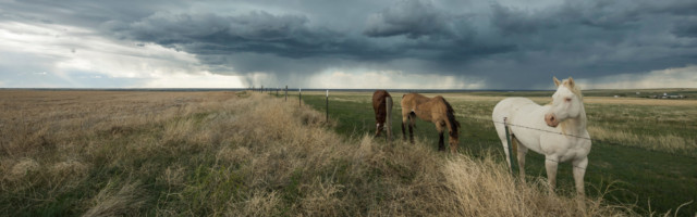Horses,On,The,Great,Plains,Withstanding,The,Storm Horses on the Great Plains Withstanding the Storm 