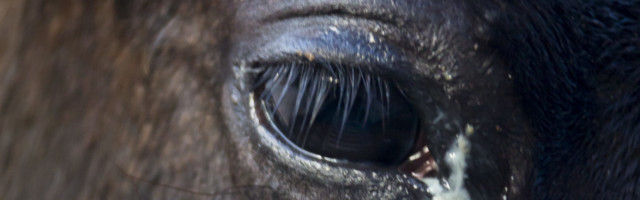 slawik_augen_entzuendet12160 