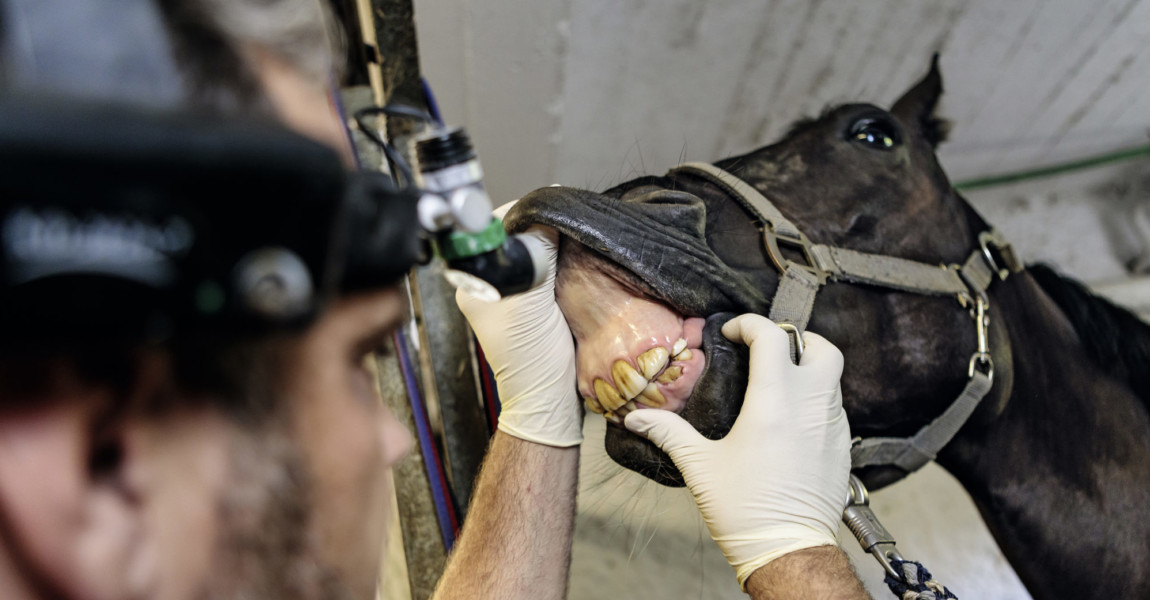 Mein Pferd Magazin - Zahnarzt Der Pferdezahnarzt Dr. Markus Gerlach am 12.07.2018 bei der Arbeit in Dormagen. Eine Fotoreportage für das Mein Pferd Magazin. Foto: DANIEL ELKE 