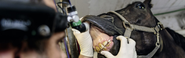 Mein Pferd Magazin - Zahnarzt Der Pferdezahnarzt Dr. Markus Gerlach am 12.07.2018 bei der Arbeit in Dormagen. Eine Fotoreportage für das Mein Pferd Magazin. Foto: DANIEL ELKE 
