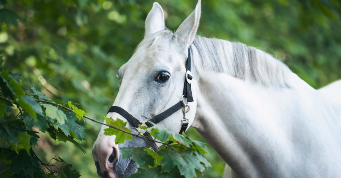 Portrait of graceful gray horse curiously reaching for green leaf Portrait of graceful thoroughbred gray horse curiously reaching to green maple leaf. Multicolored horizontal summertime outdoors image 