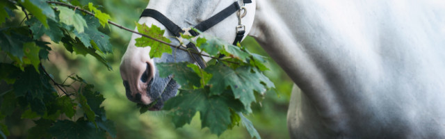 Portrait of graceful gray horse curiously reaching for green leaf Portrait of graceful thoroughbred gray horse curiously reaching to green maple leaf. Multicolored horizontal summertime outdoors image 