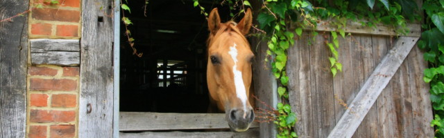 pferd 
