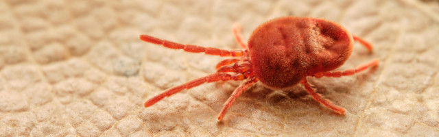 Harvest,Mite,(trombicula,Autumnalis),On,Brown,Leaf.,Czech,Republic,,Europe Harvest mite (Trombicula autumnalis) on brown leaf. Czech Republic, Europe 