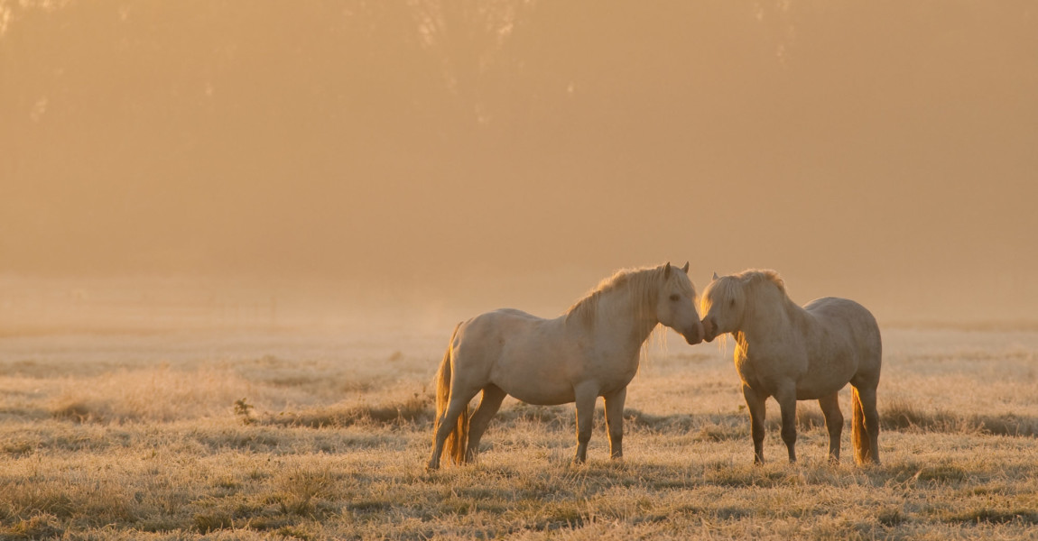 Chevaux camarguais dans une patûre gelée à l'aube et dans la brume A proximité de Noyelle, dans une pâture couverte par la première gelée de l'année, et éclairée par le soleil levant, des chevaux camargais. 