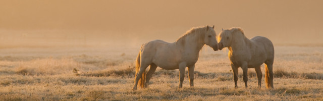 Chevaux camarguais dans une patûre gelée à l'aube et dans la brume A proximité de Noyelle, dans une pâture couverte par la première gelée de l'année, et éclairée par le soleil levant, des chevaux camargais. 