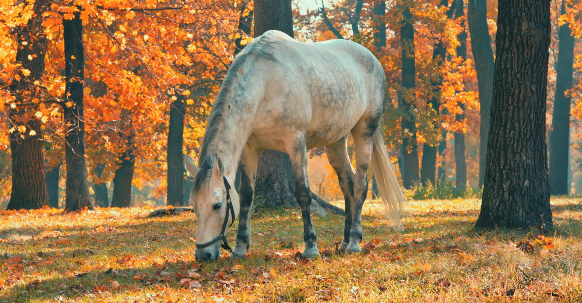 Horse grazing in the forest under trees with yellow and red leav Horse grazing in the forest under trees with yellow and red leaves, fall season theme 